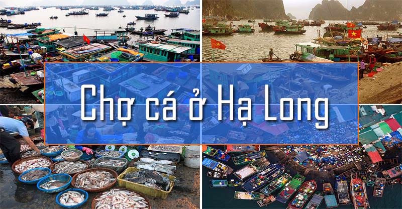 Chia sẻ chuyến đi du lịch tại địa điểm chợ cá Hạ Long Quảng Ninh